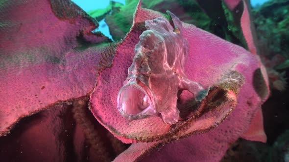 A pink giant frogfish sitting on an elephant ear coral stretching it's mouth to full extend.