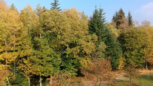 Aerial crane shot of some fall colored trees and a forest in the background, Black Forest, Germany