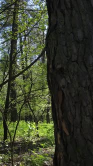 Vertical Video of Green Forest During the Day