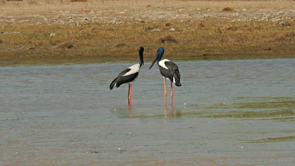 pair of black-necked stork standing in a billabong