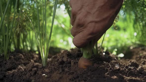 Man Pulls Carrots Out of the Ground