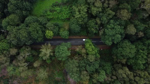Aerial view - tree canopy almost overgrows country road with cars driving