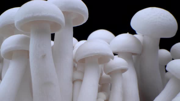 Closeup Porcini Mushrooms