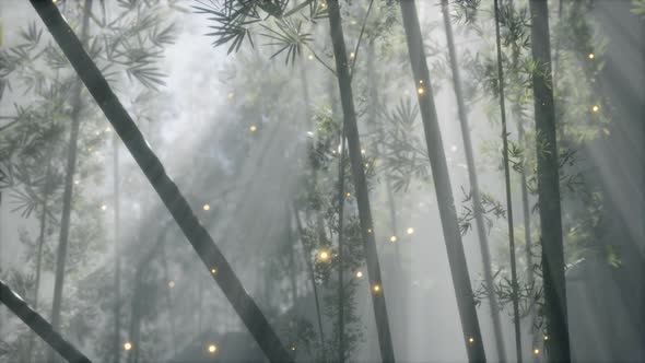 Asian Bamboo Forest with Morning Fog Weather