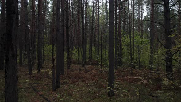 Dark Autumn Forest