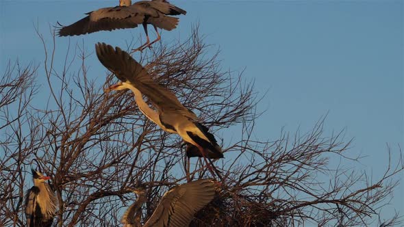 Grey heron, Ardea cinerea, Camargue, France