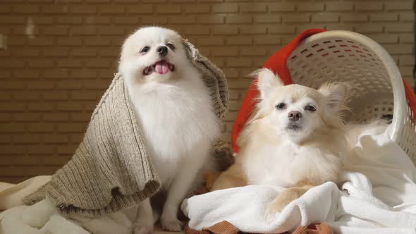 little lap dog messy playing fold cloths basket on wooden laundry table home concept background