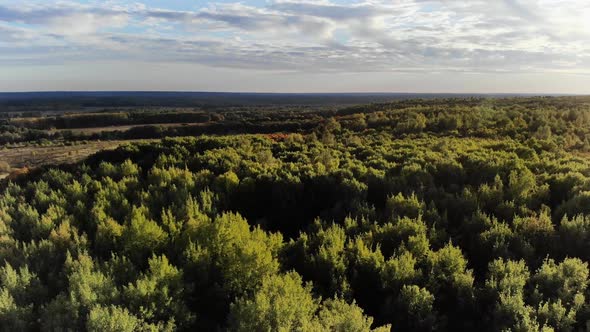 Aerial View. Flying Over the Beautiful Autumn Trees in Forest