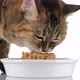 Cat eats food from a bowl, close up on white background. 4K UHD video - VideoHive Item for Sale