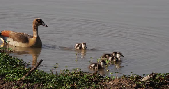 Egyptian Goose, alopochen aegyptiacus, adult and Goslings, real Time 4K