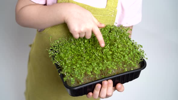 The Child Holds a Seedling of Micro Greens in His Hands and Examines the Sprouts