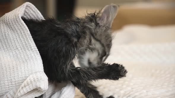 Funny Wet Gray Tabby Cute Kitten After Bath Wrapped in Towel