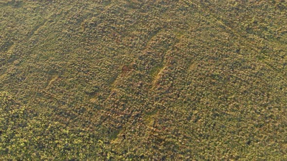 Aerial View of the Endless Swamps Covered with a Thick Layer of Moss and Grass