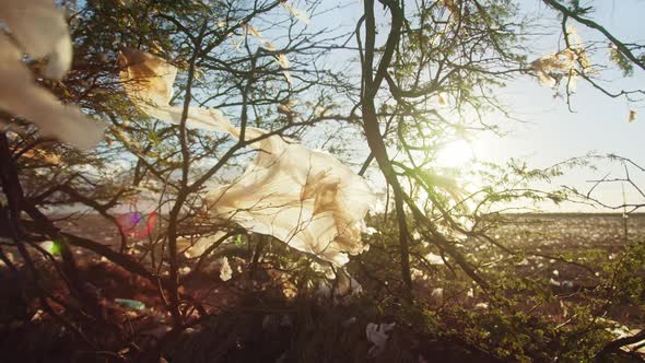 Scenic Sun Rays Lens Flare Through Plastic Flying on Wind Wrapped Green Tree