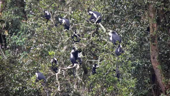 Black White Colobus and Colobi Monkeys at Natural Environment on Rainforest Trees in Africa