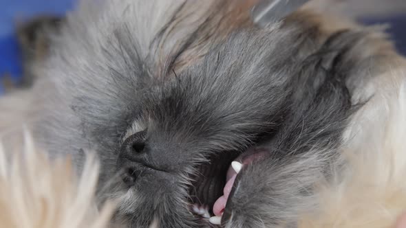 Veterinary Clinic Worker Plays with Funny Puppy Cutting Fur