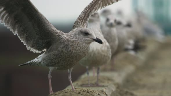 Gray seagull landing in front of line of gulls looking towards camera - static