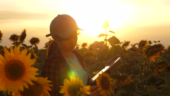 Farmer Man Working with a Tablet in a Sunflower Field in the Sunset Light