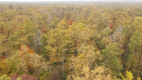 Autumn Forest with Trees By Day