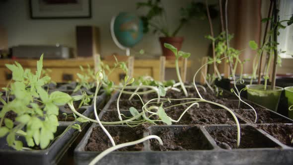 Growing vegetables indoors during lockdown, micro greens, tracking left