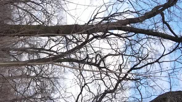 Vertical Video of the Forest with Trees Without Leaves Slow Motion