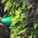 Gardener Trimming Bush Leaves and Branches with Electric Trimmer in Summer Garden. - VideoHive Item for Sale