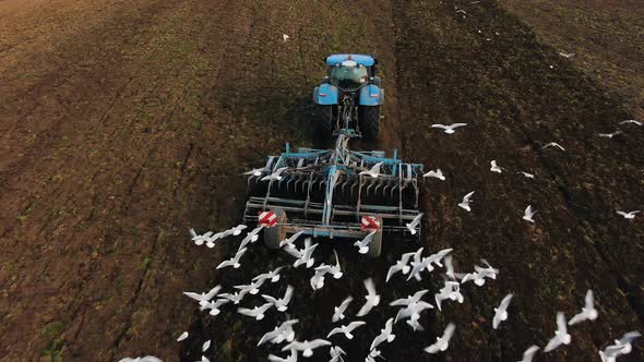 White Birds Follow Tractor Drawing Seeder to Work in Field