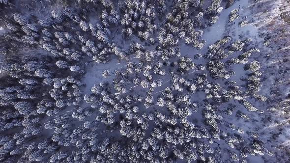 Winter Coniferous Forest with a Copter. View From Above. Aerial View