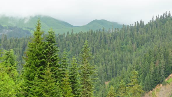 Fir Forests In Racha, Georgia