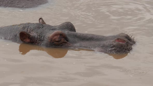 Hippos in a lake in Serengeti National Park Tanzania - 4K