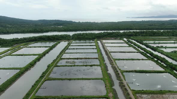 Prawn Fish Farm Aerial