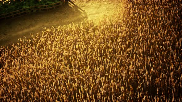 Golden Wheat Field and Sunny Day