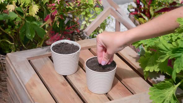 Woman Hand Planting Seeds Into Soil in Pot