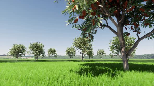 Green Apricot Garden Closeup on Green Backdrop Nature Landscape