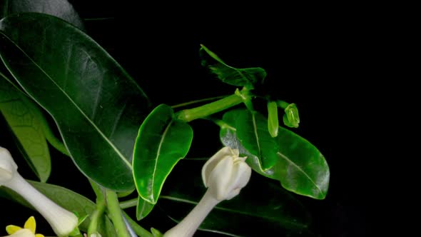 Flowering Plant Stephanotis Lianas With Young Leaves Fast Growing 