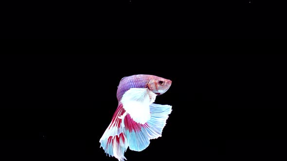 Siamese fighting fish (Betta splendens)