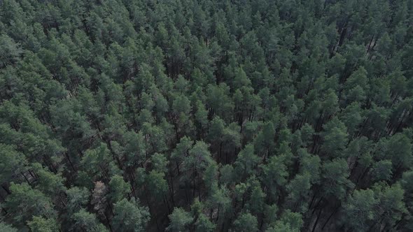 Pine Forest in the Afternoon Aerial View Slow Motion