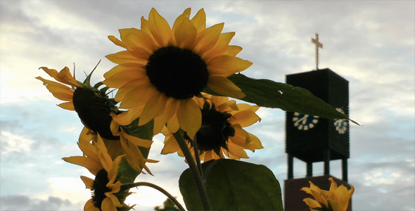 Sunflower and the Church