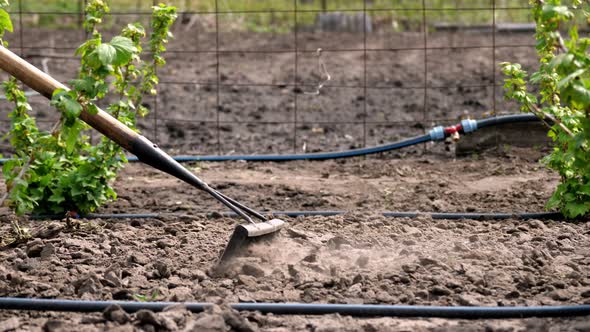 Close-up, Gardener Loosens Black Soil, Ground Using Raker in Vegetable Garden in Farmland, Leveling