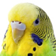 Budgerigar Short Calls