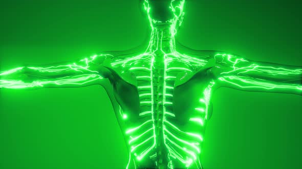 Blood Vessels of Human Body alt