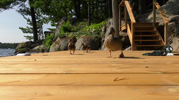 ducks walk on the dock 4k