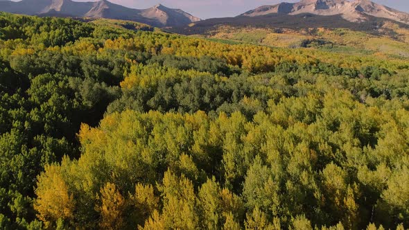 Aspens turning on Kebler Pass, Colorado