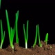 Growing onion Timelapse with alpha channel - VideoHive Item for Sale