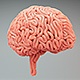 Brains Surface Growth - VideoHive Item for Sale