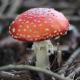 Alone Toadstool - VideoHive Item for Sale