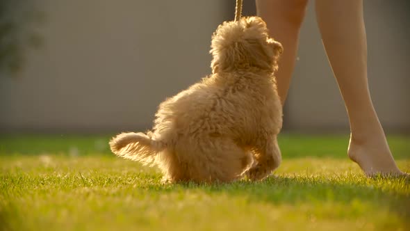 Toy Poodle Puppy Plays with Ball on the Grass Slow Motion