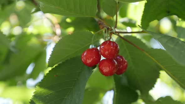 Red Prunus avium fruit pieces 3840X2160 UltraHD footage - Close-up of wild sweet cherry tree 2160p 3