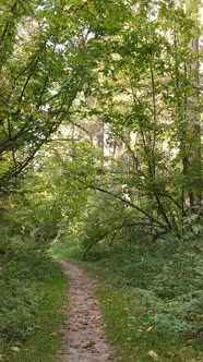 Vertical Video of Trees in the Forest in Autumn