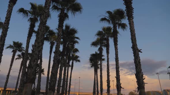 California Palm Trees in Street. Travel, Summer, Vacation and Tropical Beach Concept.